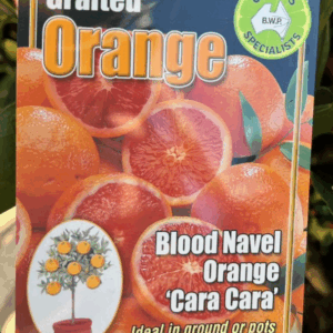 CITRUS Orange 'Blood Navel Cara Cara'