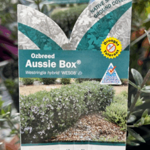 WESTRINGIA hybrid 'Aussie Box'