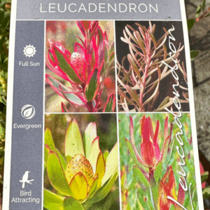 LEUCADENDRON Varieties