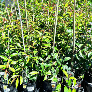 SYZYGIUM australe 'Select Form' (Lilly Pilly)