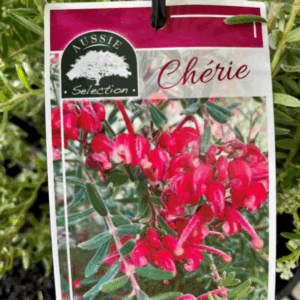 GREVILLEA 'Mallee Cherie'