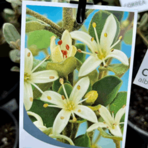 CORREA alba