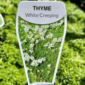 THYMUS serpyllum 'Albus' (White Creeping Thyme)