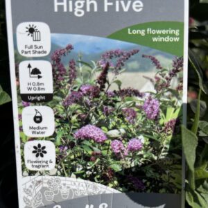 BUDDLEIA 'High Five Purple'