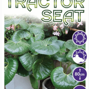 Farfugium ‘Giant Tractor Seat’