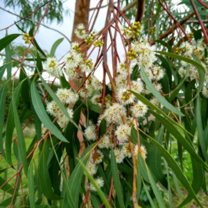EUCALYPTUS nicholii