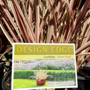CORDYLINE banksii 'Electric Flash'