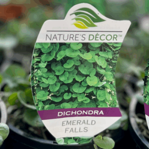 DICHONDRA repens 'Emerald Falls'