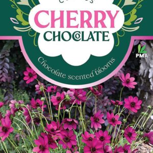 COSMOS ‘Cherry Chocolate’
