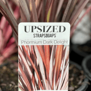 PHORMIUM 'Dark Delight'