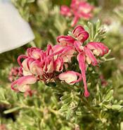 GREVILLEA 'Winter Wonder'