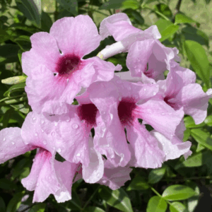 PANDOREA jasminoides 'Pink Magic'