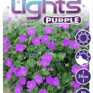 Geranium ‘PARTY LIGHTS™ Purple ’