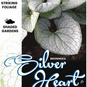 BRUNNERA ‘Silver Heart’