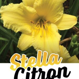 HEMEROCALLIS ‘Stella Citron’ (Daylily)