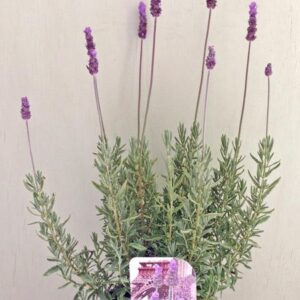 Lavandula dentata 'Super French'