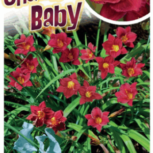 HEMEROCALLIS 'Cranberry Baby' (Daylily)