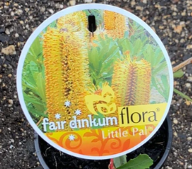 BANKSIA paludosa ‘Little Pal’
