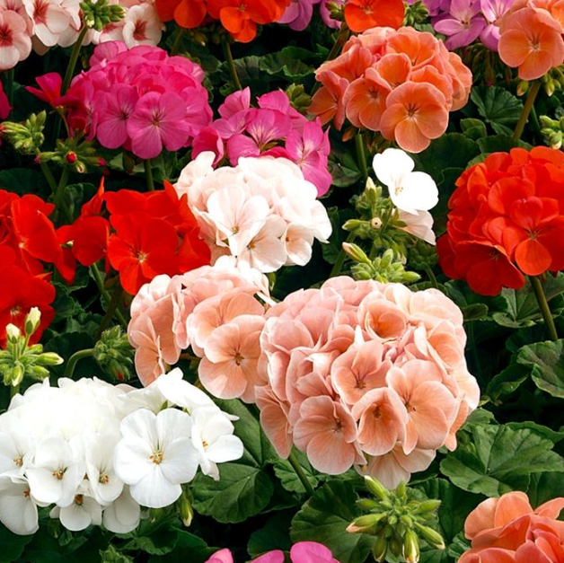 GERANIUM Varieties