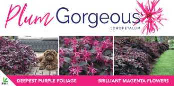 LOROPETALUM 'Plum Gorgeous'