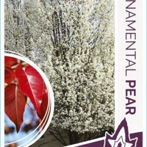 PYRUS calleryana 'Winter Glow'