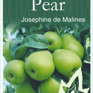 PEAR 'Josephine De Malines'
