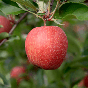 APPLE 'Gala'