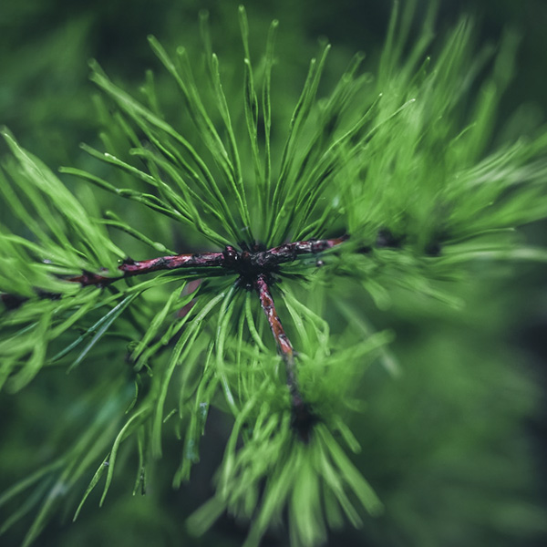 Conifers