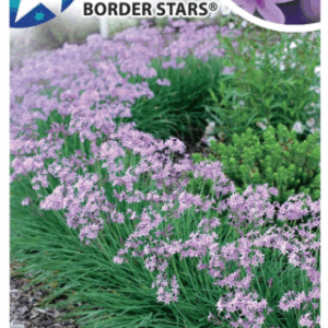 TULBAGHIA 'Dark Star'