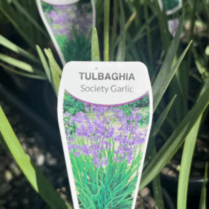 TULBAGHIA violacea (Society Garlic)