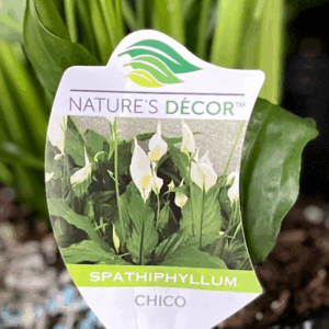 SPATHIPHYLLUM 'Sweet Chico'