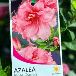 AZALEA indica ‘Rose Queen’