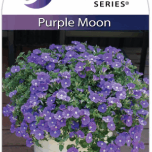 CONVOLVULUS 'Purple Moon'