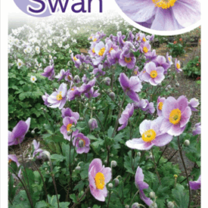 ANEMONE ‘Regal Swan’