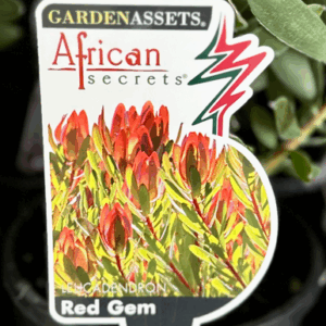 LEUCADENDRON 'Red Gem'