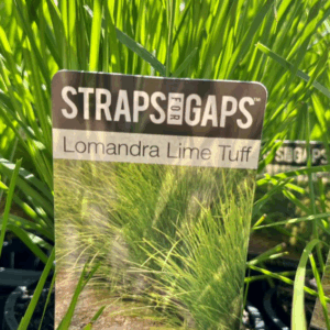 LOMANDRA 'Lime Tuff'