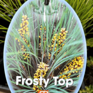 LOMANDRA confertifolia 'Frosty Top'