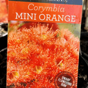 CORYMBIA ficifolia 'Mini Orange'