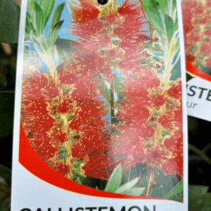 CALLISTEMON citrinus 'Endeavour'