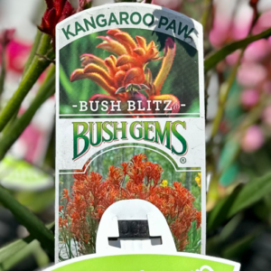 ANIGOZANTHOS 'Bush Blitz' (Kangaroo Paw)