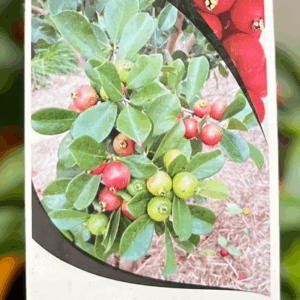 PSIDIUM 'Strawberry Guava'