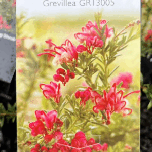 GREVILLEA juniperina ‘Raspberry Ripple’