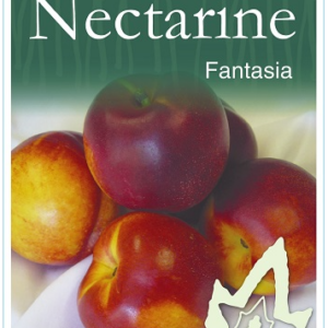 NECTARINE 'Fantasia'- Yellow Flesh - Bare Root 2026