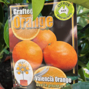 CITRUS Orange 'Valencia'