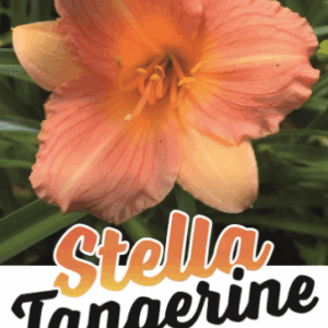 HEMEROCALLIS 'Stella Tangerine' (Daylily)