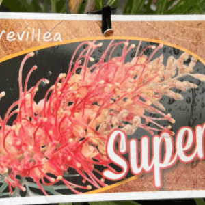 GREVILLEA 'Superb'