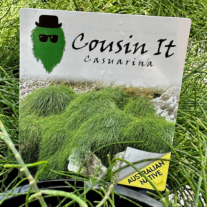 CASUARINA glauca 'Cousin It'