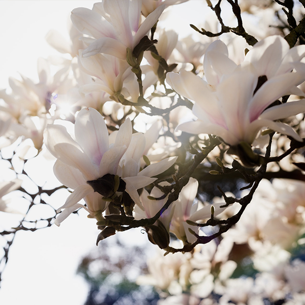 Deciduous Shrubs