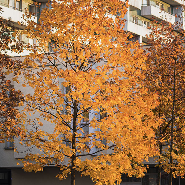 Deciduous Trees
