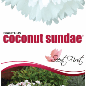 DIANTHUS 'Coconut Sundae'